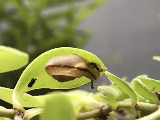 雨后蜗牛爬行风景