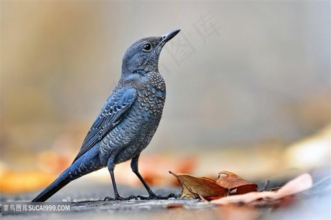 地上仰头的蓝矶鸫素材