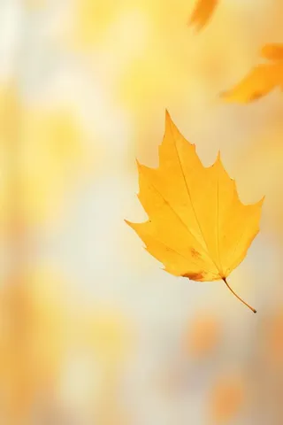 秋天落叶秋叶黄色背景