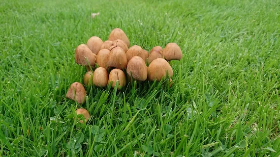 草地伞状蘑菇图片 草地伞状蘑菇图片