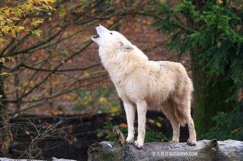 嚎叫的狼图片唯美野生动物