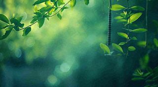 绿色树叶意境模糊光照叶子，春天夏日，春分立夏摄影图