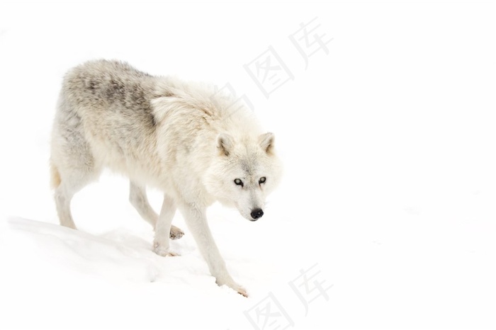 失落的白狼图片