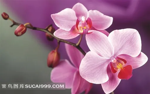 枝头盛开的粉色兰花 枝头盛开的粉色兰花