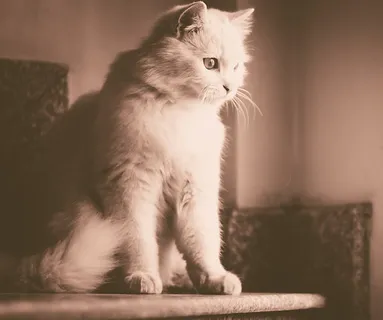 可爱猫咪 动物 素材 奶萌 (198) 可爱猫咪 动物 素材 奶萌 (198)