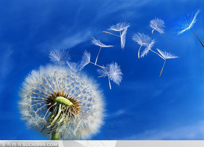 蒲公英飞散的种子高清图片素材
