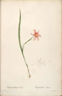 雷杜德原版高清唯美花卉植物复古花草图谱 雷杜德原版高清唯美花卉植物复古花草图谱