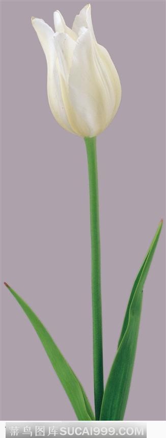 一枝白色郁金香