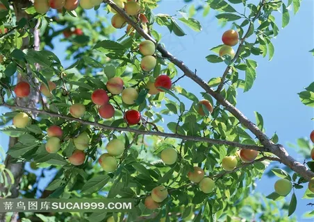 桃子图片设计素材