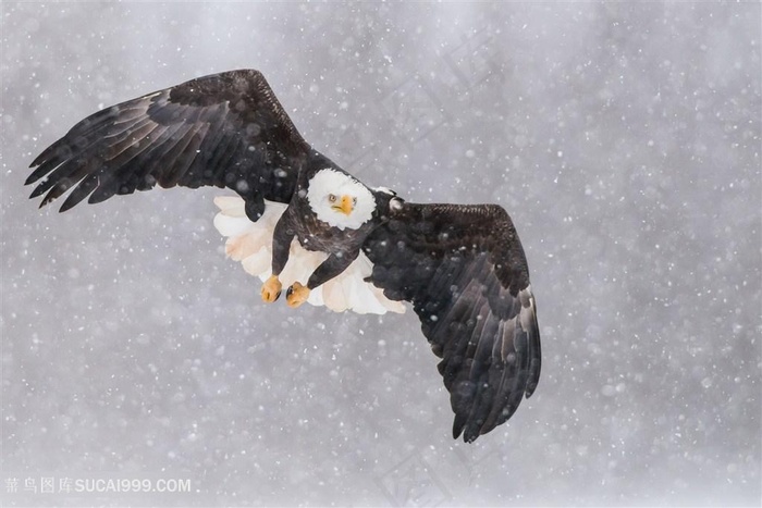 高清雪地里展翅飞翔的白头鹰图片