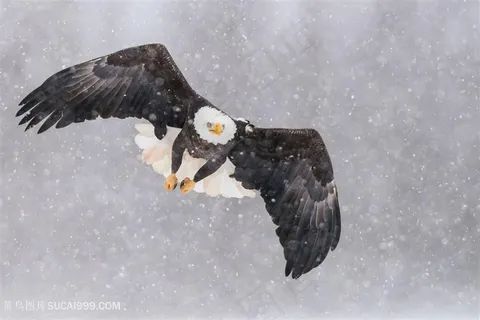 高清雪地里展翅飞翔的白头鹰图片