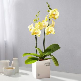 高雅桌面装饰鲜花唯美摄影