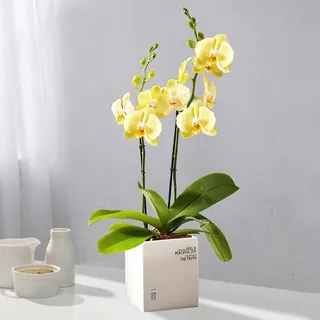 高雅桌面装饰鲜花唯美摄影