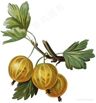 手绘植物复古插图浆果