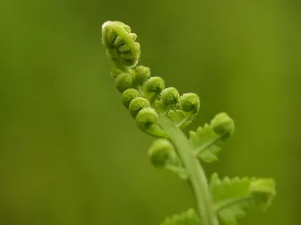 蕨类植物绿色背景图片 蕨类植物绿色背景图片
