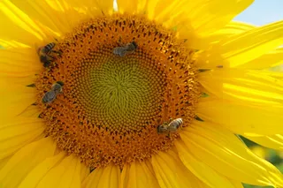 黄色花朵花蕊微距图片