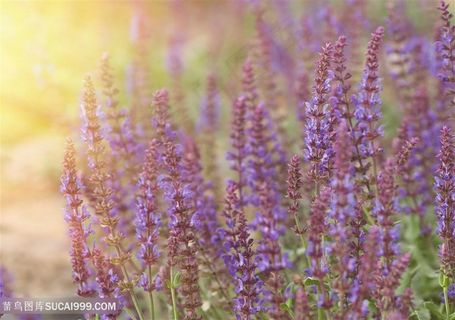 阳光下的薰衣草