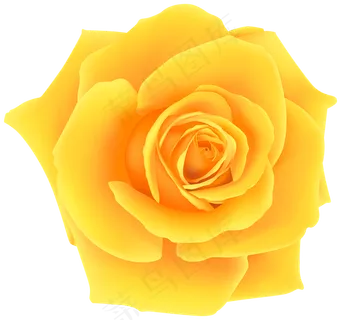 玫瑰 黄色 黄玫瑰 玫瑰花 花朵 鲜花特写