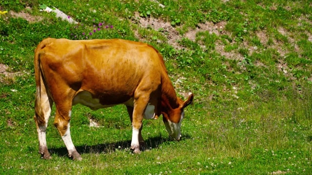 奶牛, 家畜, 牧场, 原野, 草, 牛, 动物, 自然