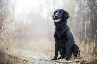 路边吐舌黑犬狗狗图片