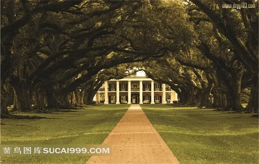 庄园里林荫大道