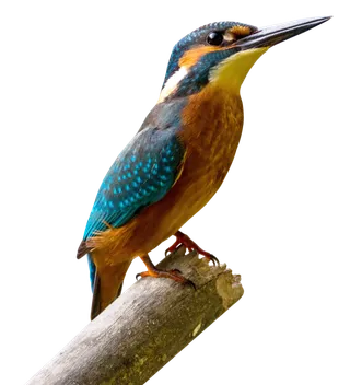 动物鸟类翠鸟大自然免抠元素