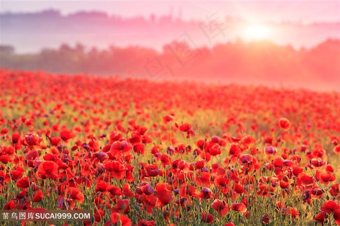 唯美花田景色高清图片