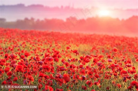 唯美花田景色高清图片