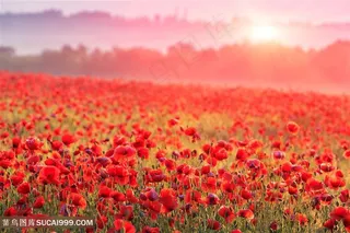 唯美花田景色高清图片