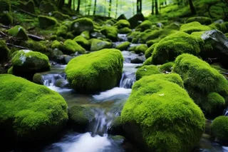 森林山间小溪青苔爬满石头摄影图