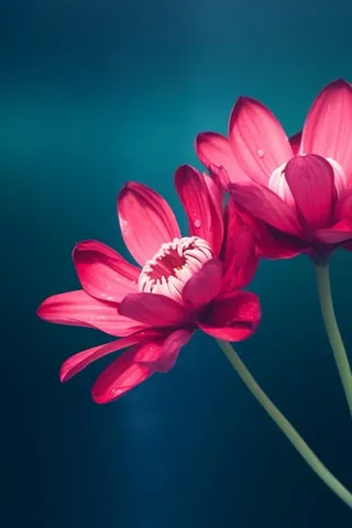 粉色唯美莲大气背景