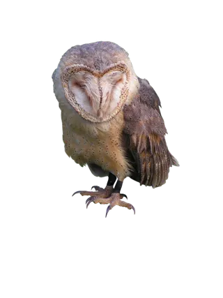 猫头鹰野生动物设计素材动物园鹰