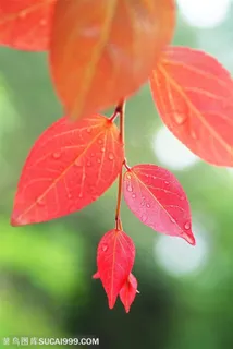 自然风景-红色植物的叶子上小水珠