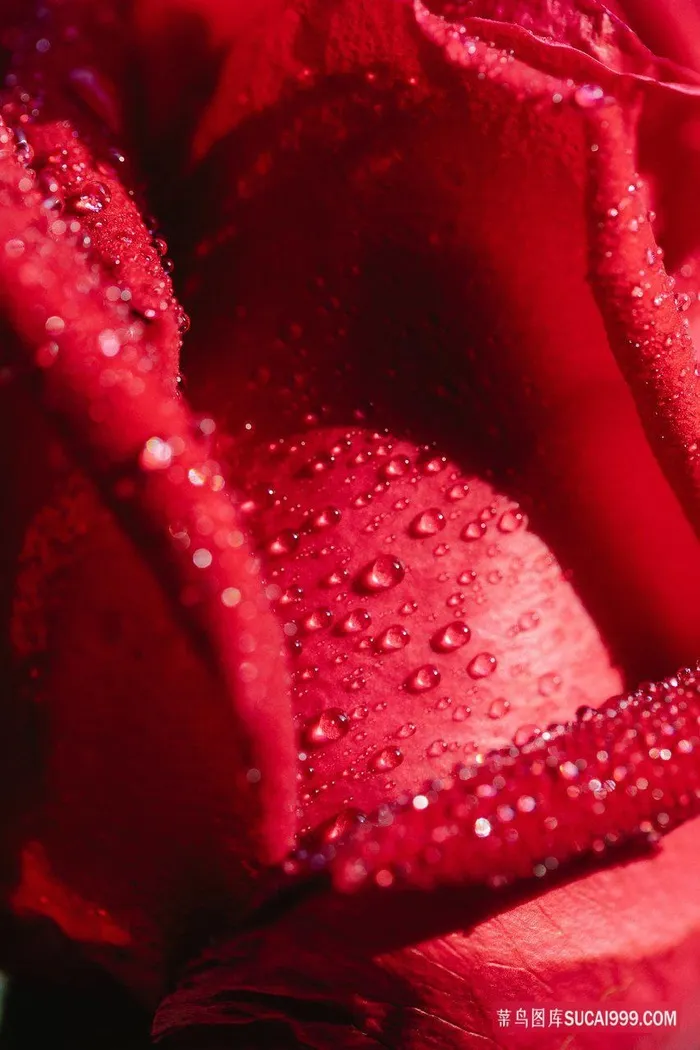 鲜艳红玫瑰花瓣特写摄影图片