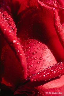 鲜艳红玫瑰花瓣特写摄影图片
