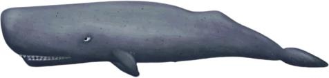 抹香鲸 PNG 图像免抠