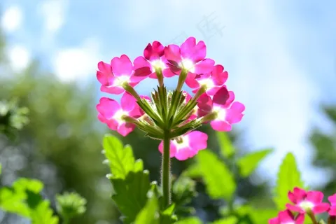 唯美花朵高清图片 唯美花朵高清图片
