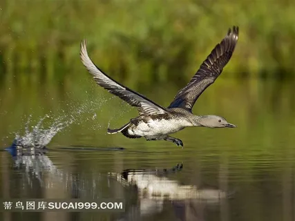 水面飞翔的野鸭摄影素材 水面飞翔的野鸭摄影素材