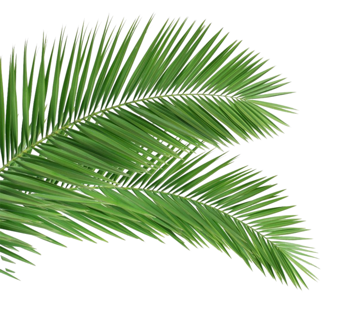 免扣叶子绿植装饰
