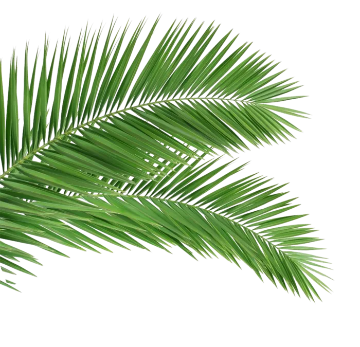 免扣叶子绿植装饰