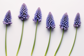 紫色葡萄风信子花摄影图