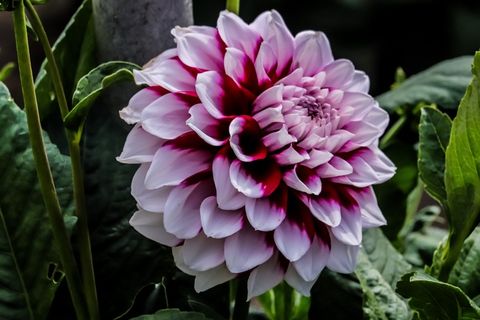 淡紫色娇琴纱图片