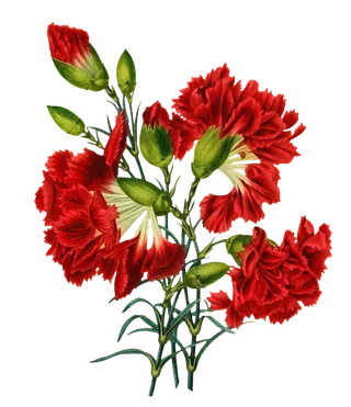 复古手绘植物花卉插画 免抠