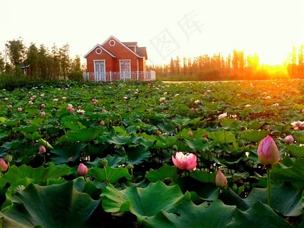 夕阳下的荷塘荷花