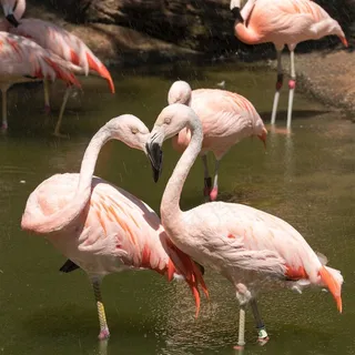 漂亮的火烈鸟图片 漂亮的火烈鸟图片