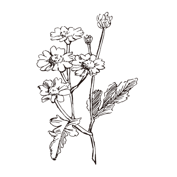 线条草本花卉手绘植物-黄春菊