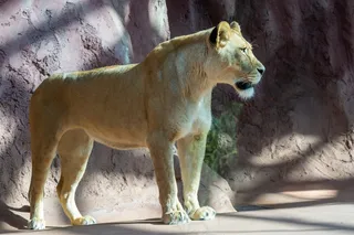 动物园大狮子观赏图片