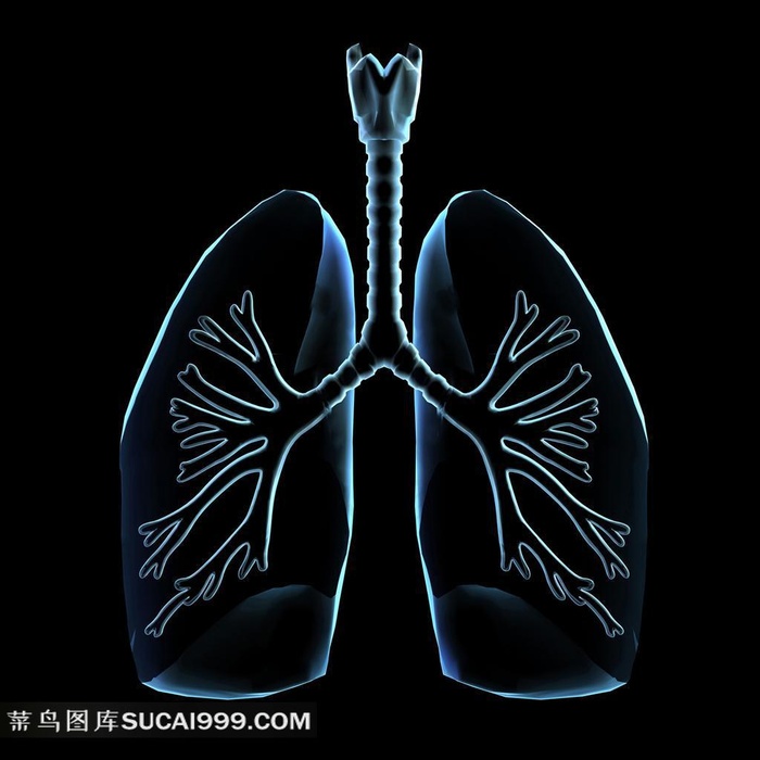 人体胸腔透视图