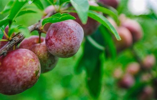 李子自然 绿色 果 健康