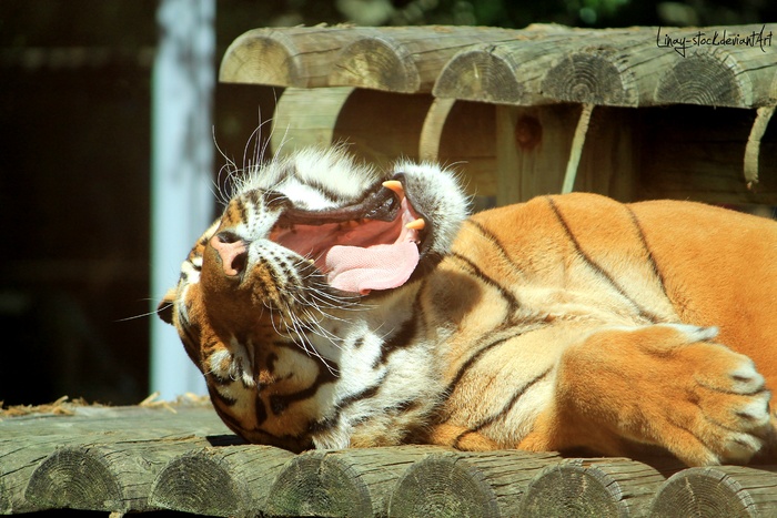 老虎动物园百兽之王虎王野生老虎动物